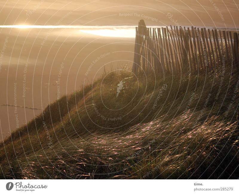 Evening at the sea Sand Sunlight Autumn Grass Coast Beach Ocean Dune Marram grass Fence Fence post Glittering Soft Moody Trust Protection Safety (feeling of)