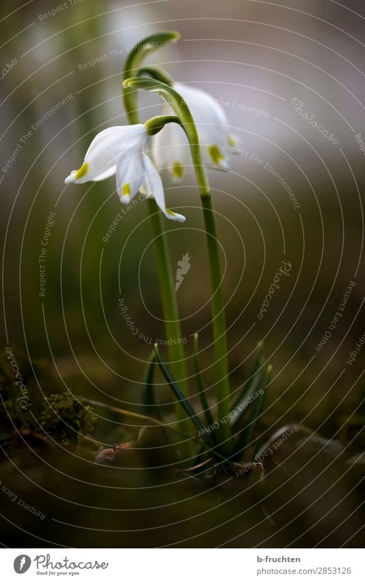 herald of spring Earth Spring Plant Flower Moss Garden Forest Select Happiness Green White Spring flower Spring snowflake Dark Bright spot New start Beginning