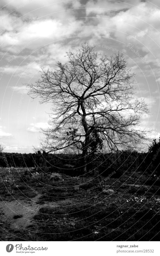 110 Tree Calm Heathland Loneliness Grief Black & white photo Death discomfort Blaze Landscape Sadness