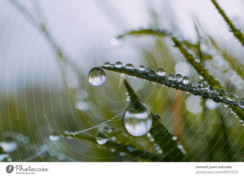 drops on the green leaves Grass Plant Leaf Green Drop Rain Glittering Bright Garden Floral Nature Abstract Consistency Fresh Exterior shot background