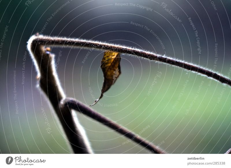 autumn Garden Environment Nature Plant Autumn Winter Climate Climate change Weather Leaf Park Old Longing Homesickness Wanderlust Loneliness Exhaustion Branch