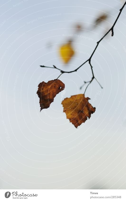 2 autumnal birch leaves hanging on twig Nature Plant Cloudless sky Autumn Beautiful weather Tree Leaf Blue Brown Yellow Change Birch tree Autumn leaves Autumnal