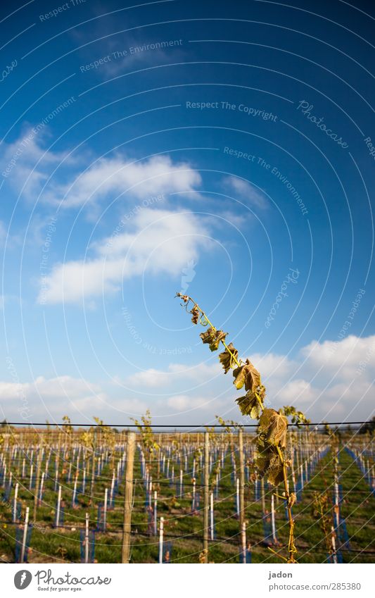 nerdy. Wine Agriculture Forestry Nature Sky Autumn Beautiful weather Plant Line Long Blue Elegant Power Growth Vine Vineyard Leaf Clouds Heaven Deserted