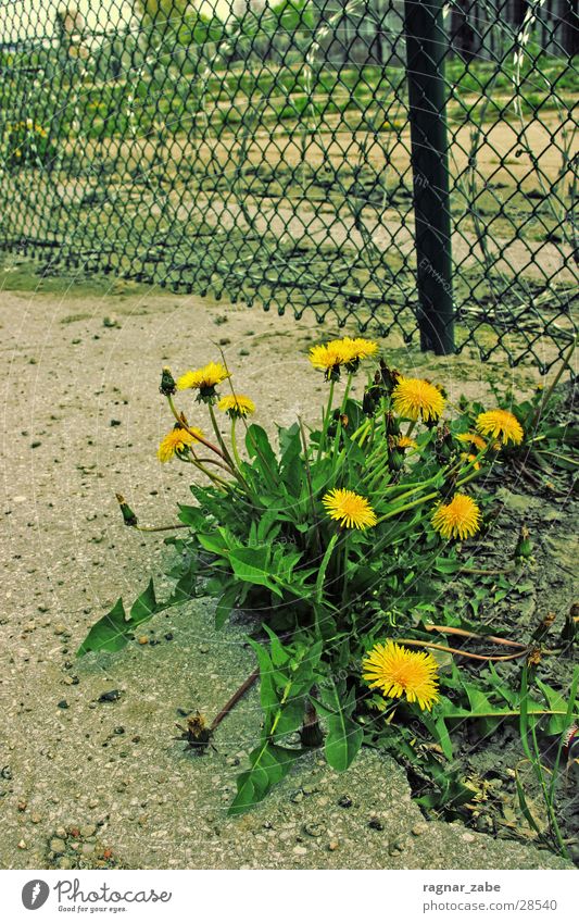 cheerful to cloudy Dandelion Asphalt Münster haverkamp