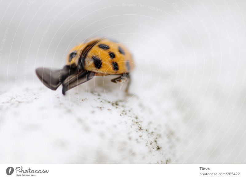 Ladybird wings are to be seen Animal Beetle Wing 1 Gray Orange Black Loneliness Landing Insect Delicate Small Point Going Colour photo Exterior shot Deserted