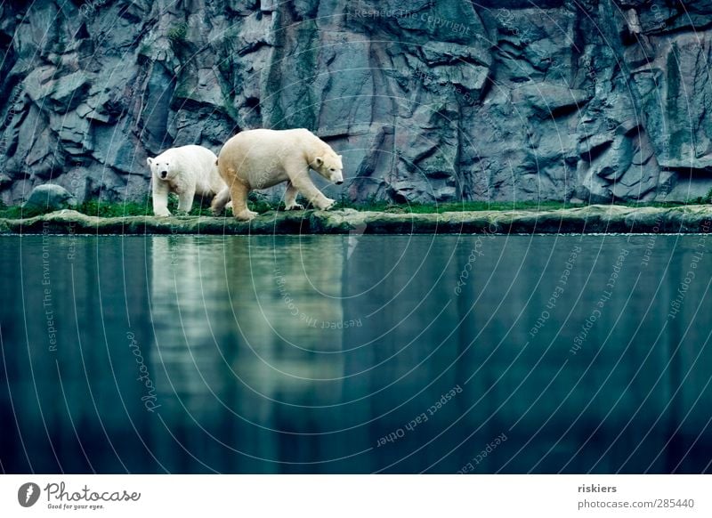 big friends Zoo Water Polar Bear 2 Animal Observe Walking Cool (slang) Elegant Blue Watchfulness Patient Calm Curiosity Hope Friendship Colour photo