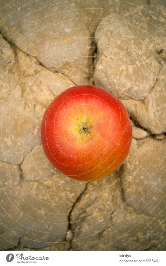 apple on the rock Apple Organic produce Summer Rock Fragrance Illuminate Esthetic Fresh Delicious Positive Round Juicy Beautiful Sweet Red Anticipation To enjoy