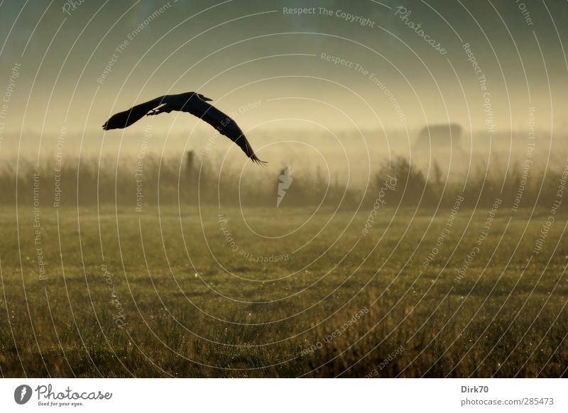 Heron in flight with cow in morning fog Agriculture Forestry Nature Landscape Fog Grass Bushes Meadow Field Pasture Fence Pasture fence Animal Wild animal Cow