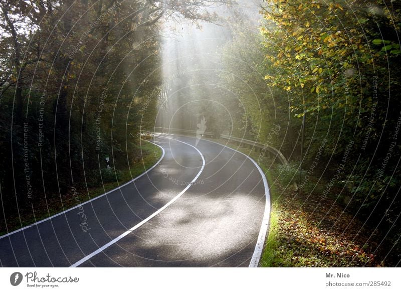 on the way Environment Nature Summer Autumn Climate Beautiful weather Tree Bushes Forest Transport Motoring Street Lanes & trails Freedom Idyll Asphalt