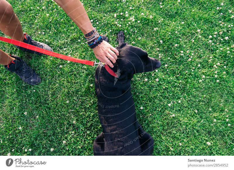 Man having fun with his dog. Dog Pet Park owner Human being Green Leash Walking Animal Running Happy Lifestyle Adults Guy Summer Caucasian Joy Grass handsome