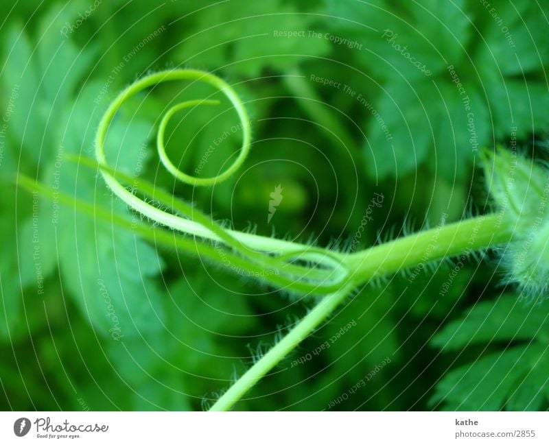 pumpkin02 Green Leaf Plant Pumpkin Snail Macro (Extreme close-up)