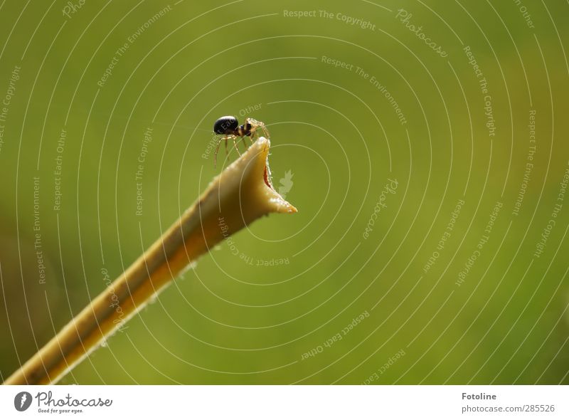 A room with a view is being built here Environment Nature Plant Animal Autumn Bright Small Near Natural Green Spider Spin Stalk Autumnal Colour photo