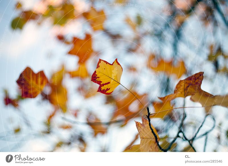 autumn colours Nature Autumn Beautiful weather Leaf Yellow Red Transience Change Autumn leaves Autumnal Autumnal colours Early fall Autumnal weather