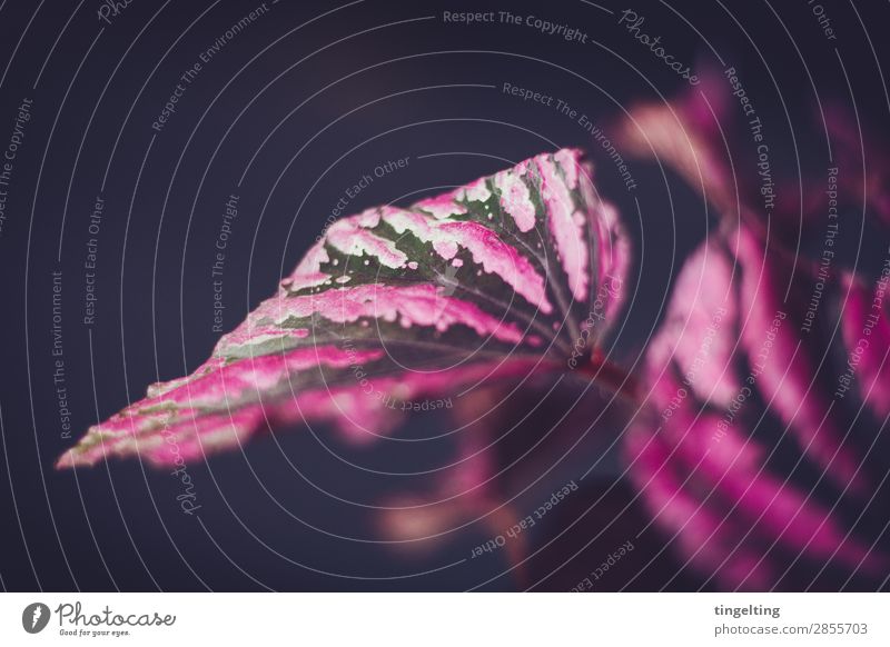 leaf begonia Nature Plant Leaf Pot plant Garden Blossoming Growth Multicoloured Green Pink Black Begonia Colour photo Subdued colour Interior shot Studio shot