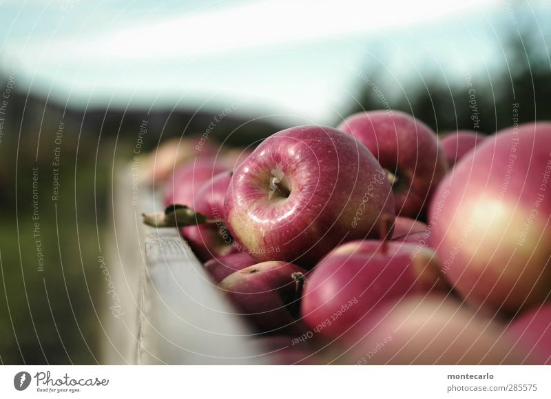 eat more apples... Food Fruit Apple Environment Nature Autumn Authentic Firm Fresh Delicious Natural Round Juicy Sweet Red Harvest Colour photo Multicoloured