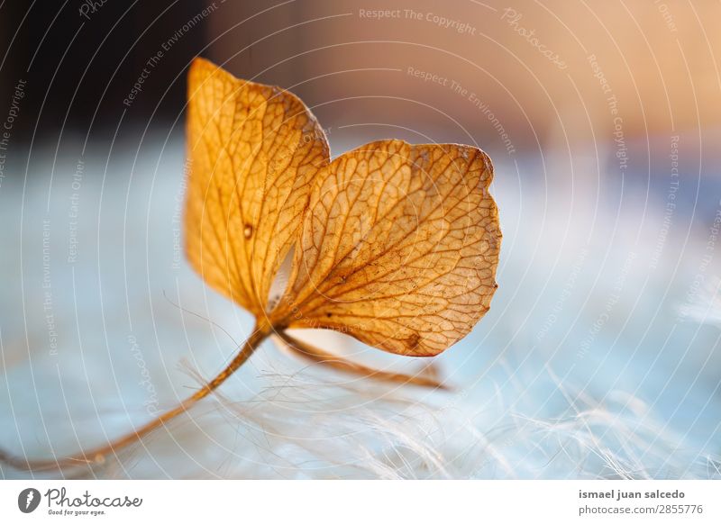 brown flower in the nature Flower Leaf Brown Garden Floral Nature Decoration Romance Beauty Photography Fragile background Spring Summer Winter Autumn