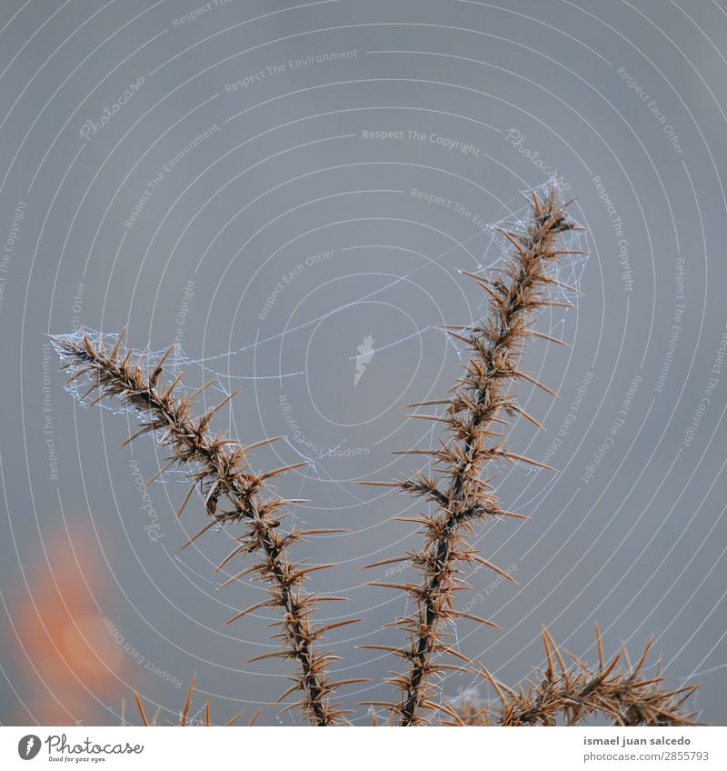 spider web on the plant Flower Plant Colour Spider's web Internet Garden Floral Nature Decoration Romance Beauty Photography Fragile background Spring Summer