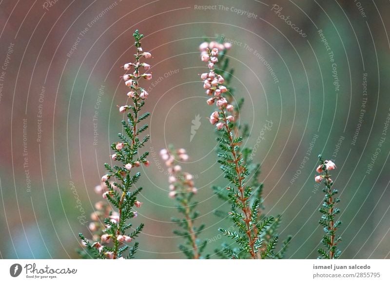 flower plant in the garden Flower Plant Colour Garden Floral Nature Decoration Romance Beauty Photography Fragile background Spring Summer Winter Autumn