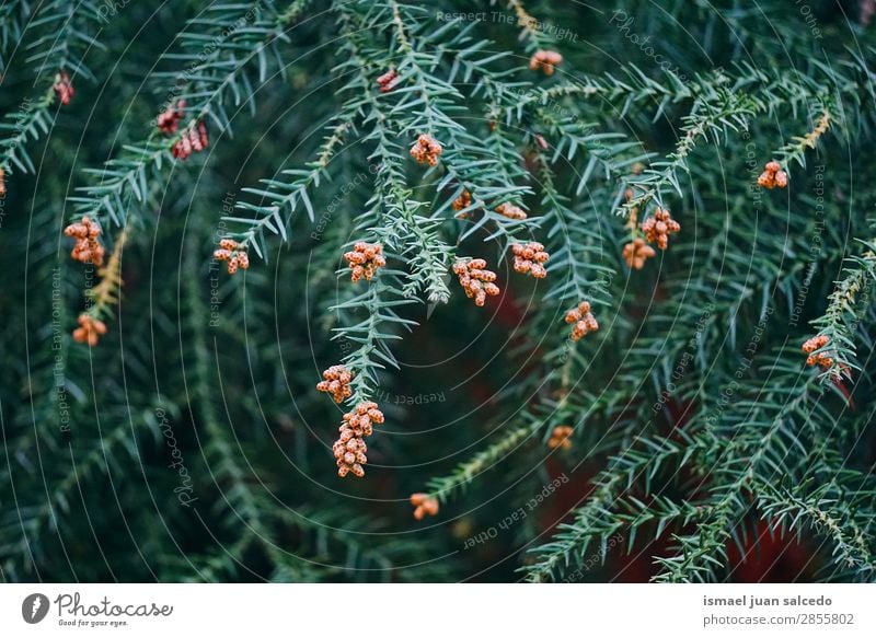 green tree branches Tree Branch Plant Leaf Green Garden Floral Nature Abstract Consistency background Spring Summer Autumn Winter