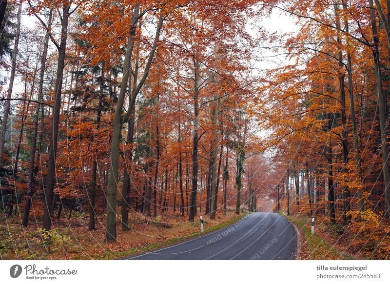 no traffic jam message Nature Autumn Tree Traffic infrastructure Road traffic Street Orange Seasons Federal highway Reflector post Country road Curve