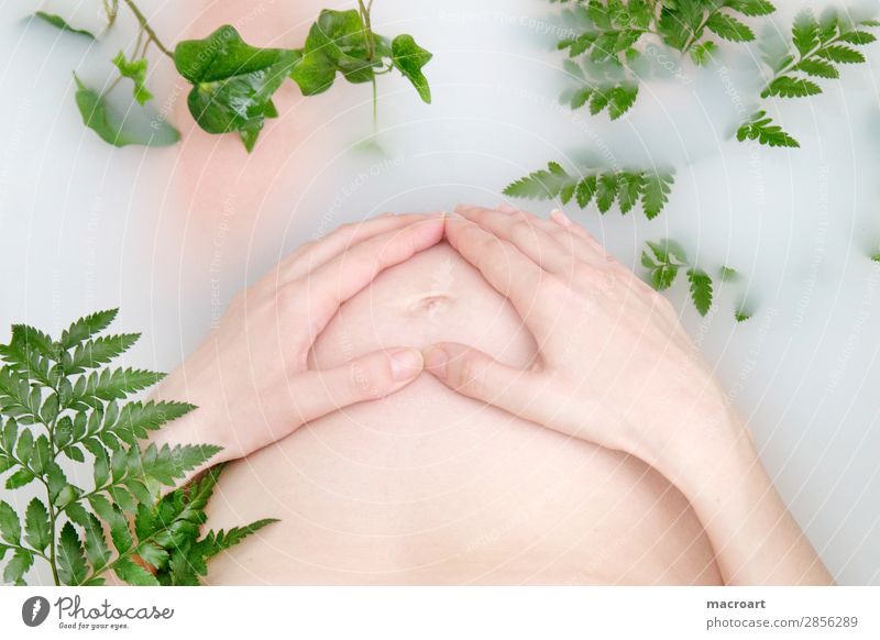 pregnancy milk bath shooting pregnancy shooting Pregnant baby bump shooting Ivy Fern Verdant Plant Green Milk body part Woman feminine partial act Photo shoot