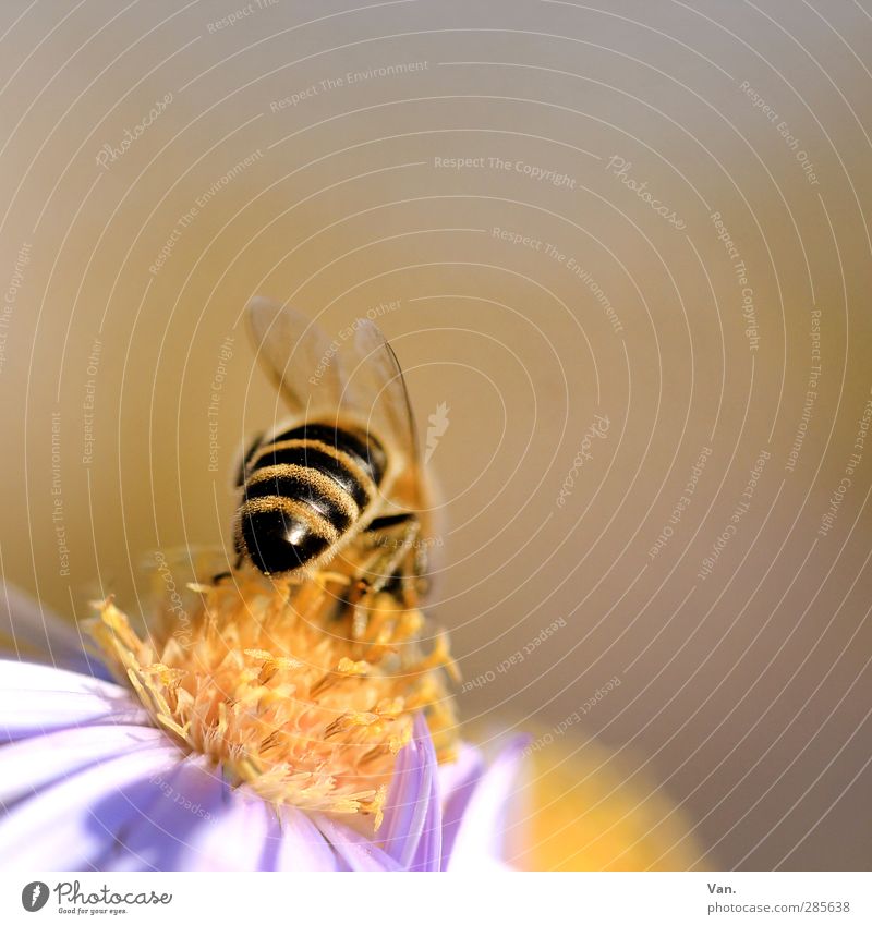 bee pops Nature Plant Animal Blossom Garden Wild animal Bee 1 Warmth Yellow Striped Colour photo Multicoloured Exterior shot Close-up Detail