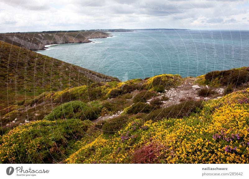 Cap Frehel Environment Nature Landscape Plant Earth Water Sky Clouds Summer Heathland Multicoloured Flower meadow Coast Ocean Atlantic Ocean Brittany Cliff Blue