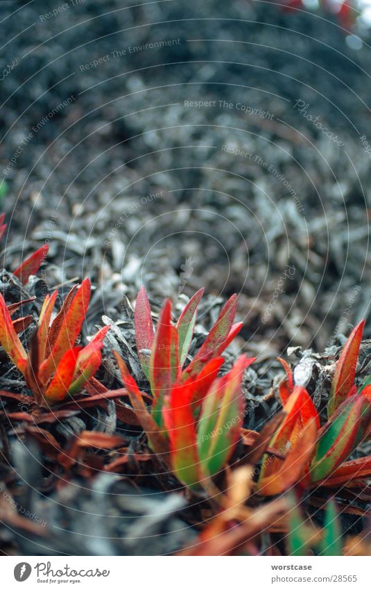 Beach plant, pigface Plant California Succulent plants Close-up Macro (Extreme close-up)