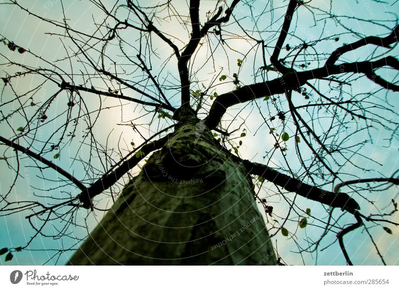 Apple tree in autumn Leisure and hobbies Garden Environment Nature Sky Clouds Autumn Winter Climate Climate change Weather Beautiful weather Plant Tree Park Old