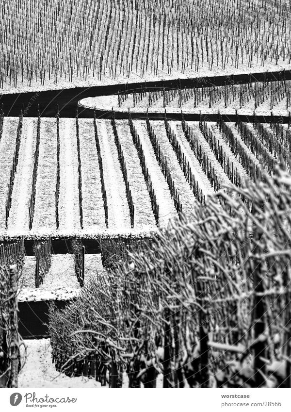 vineyard in winter Winter Vineyard Gray Structures and shapes Black & white photo Row