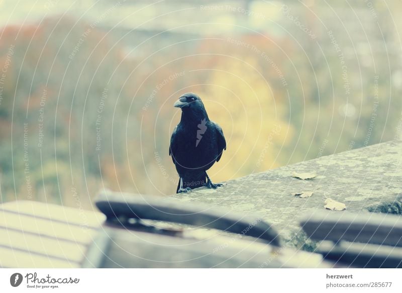 Before the flight Air Wall (barrier) Wall (building) Bird Wing Claw 1 Animal Flying Infinity Freedom departure Subdued colour Exterior shot Deserted