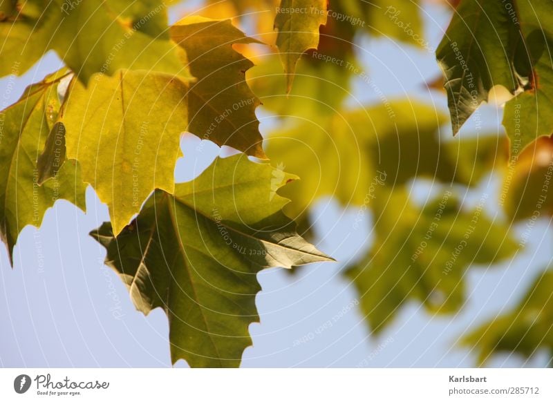 Camouflage. Agriculture Forestry Solar Power Environment Nature Plant Sky Cloudless sky Sunlight Spring Summer Autumn Weather Beautiful weather Tree Leaf Garden