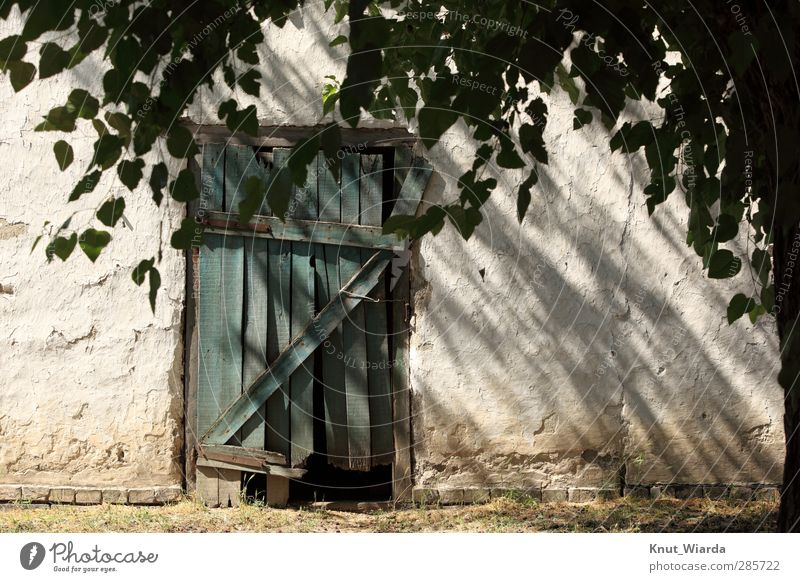 Idyllic Tree Village Building Facade Door Old Broken Green White Decline Transience Barn Farm Colour photo Exterior shot Deserted Day Light Shadow Leaf