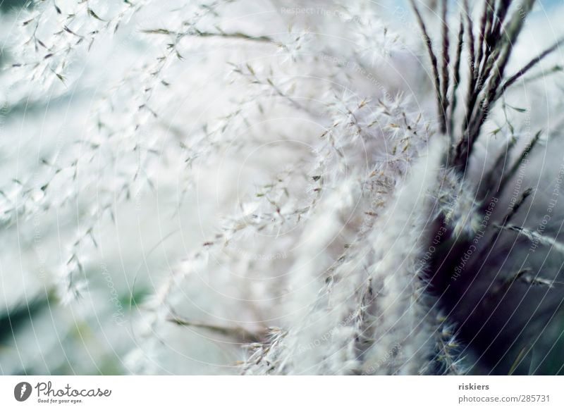 woolly Environment Plant Animal Grass blossom Garden Deserted Cuddly Colour photo Subdued colour Exterior shot Detail Macro (Extreme close-up) Copy Space left