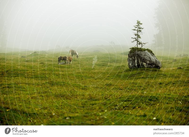 Fog on the mountain pasture Nature Landscape Plant Animal Summer Weather Bad weather Rain Tree Alps Mountain Alpine pasture Pasture Farm animal Horse 3