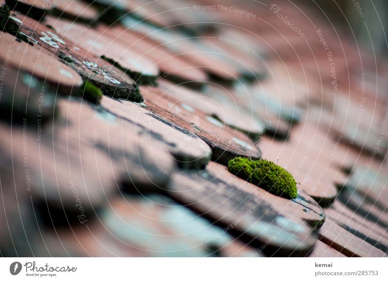 roof animal Environment Nature Plant Moss House (Residential Structure) Roof Roofing tile Shingle roof Growth Old Broken Colour photo Subdued colour