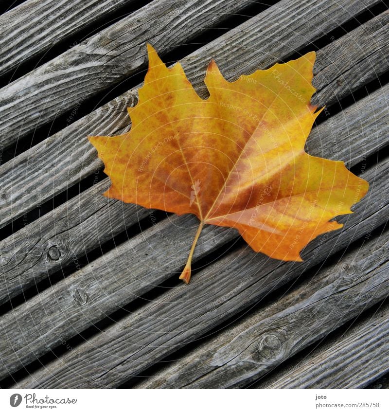 blown away Nature Autumn Leaf Illuminate Lie Sharp-edged Dry Uniqueness Colour Autumn leaves Early fall Wooden board Line Yellow Transience To fall Blow