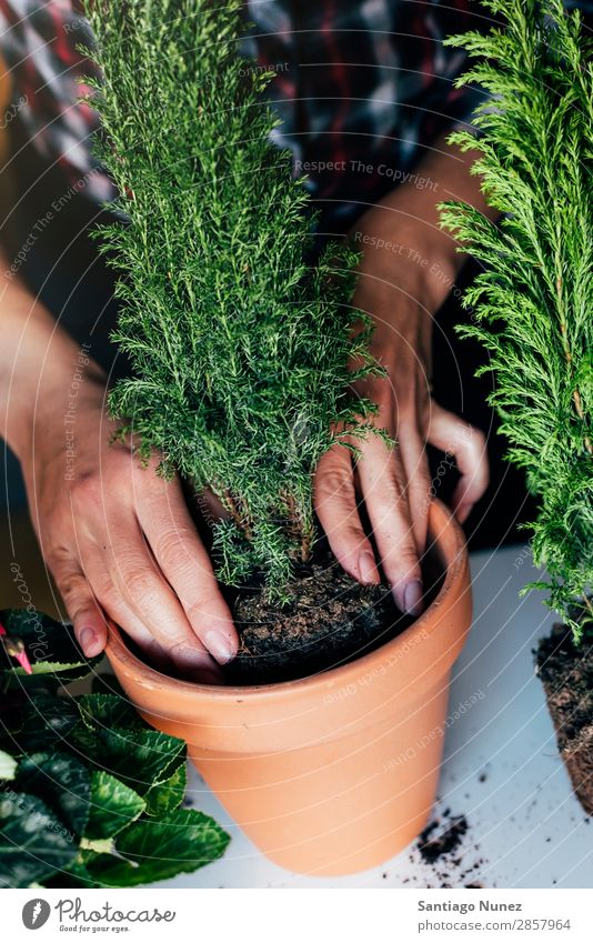 Woman's hands transplanting plant. Home Plant Sow Sowing replanting Gardening Pot Flowerpot Growth ferns Human being Lifestyle Seeds Manure bio Domestic eco