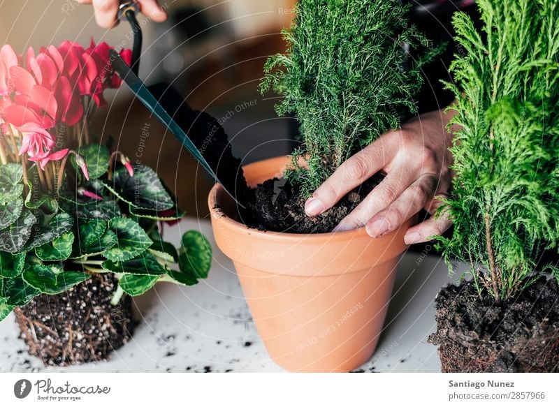 Woman's hands transplanting plant. Home Plant Sow Sowing Gardening Pot Flowerpot Growth ferns Human being Lifestyle Seeds Manure bio Domestic eco Earth Fern