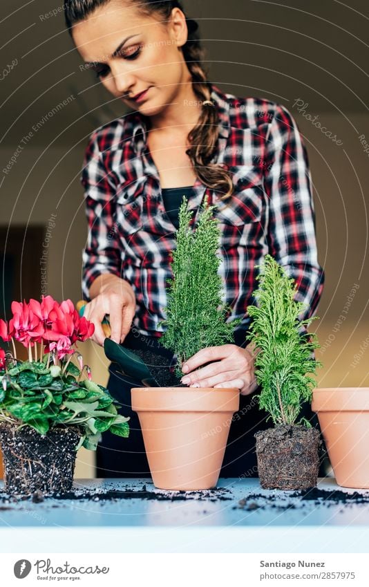 Woman's hands transplanting plant. Home Plant Sow Sowing replanting Gardening Pot Flowerpot Growth ferns Human being Lifestyle Seeds Manure bio Domestic eco