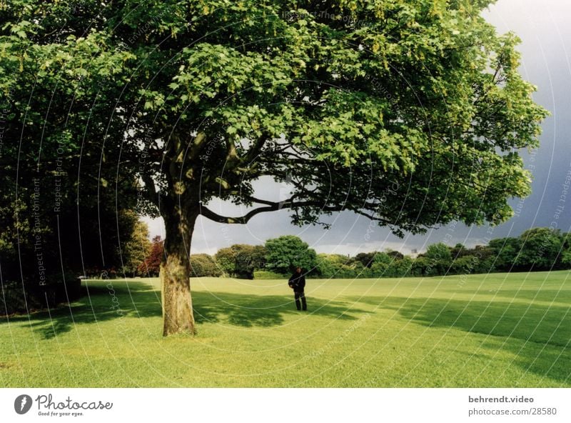 Dublin City Park Green Tree Meadow Fresh Life Ireland Lawn Nature