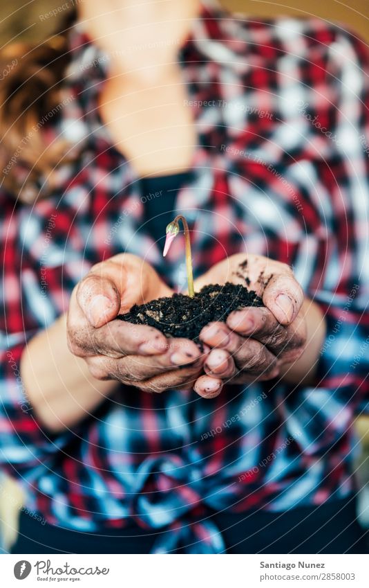 Woman's hands transplanting plant. Home Plant Born Sustainability Life Sow Sowing replanting Gardening Pot Flowerpot Growth ferns Human being Lifestyle Seeds