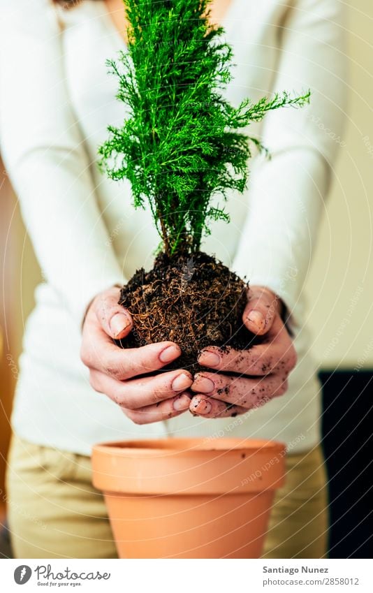 Woman's hands transplanting plant. Home Plant Sow Sowing replanting Gardening Pot Flowerpot Growth ferns Human being Lifestyle Seeds Manure bio Domestic eco