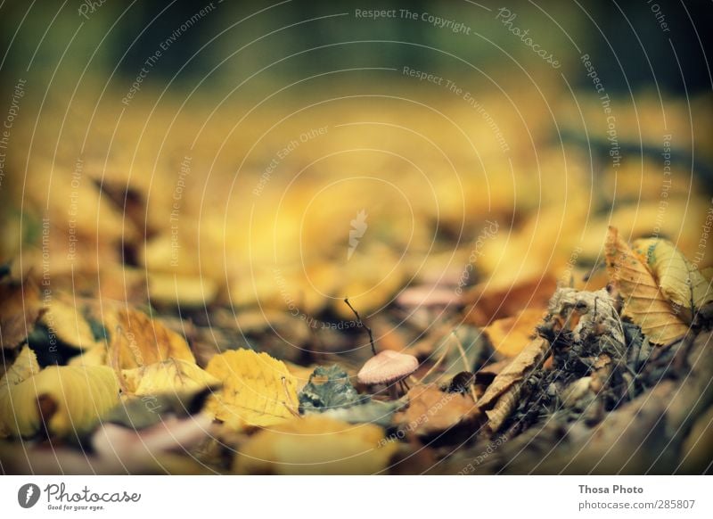 mushrooms Nature Landscape Autumn Leaf Yellow Gold Mushroom Ground Forest Colour photo Exterior shot Close-up Detail Shallow depth of field