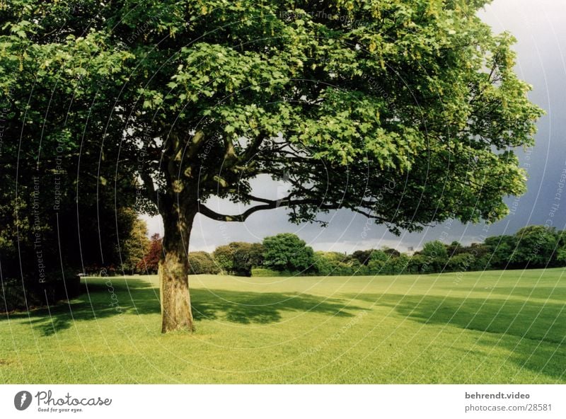 City park in Dublin (2) Park Green Tree Meadow Fresh Life Ireland Lawn Nature