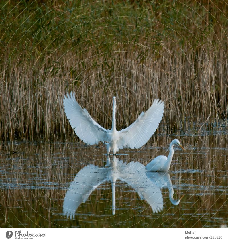 guru Environment Nature Animal Water Grass Common Reed Lakeside Pond Bird Heron Great egret 2 Stand Natural Wing Disperse Wide Width Span White Behind