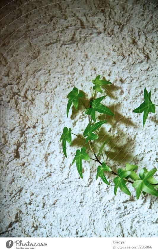 ivy Plant Ivy Foliage plant Wall (barrier) Wall (building) Growth Esthetic Uniqueness Green White Climbing Light and shadow roughcast Rendered facade