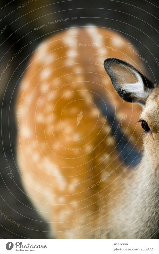 Bambi Animal Wild animal Animal face Pelt Zoo Petting zoo 1 Baby animal Small Love of animals Environment Innocent Fawn Exterior shot Shallow depth of field