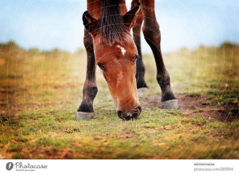 Rila mountain horse Horse 1 Animal Honor Bravery Power Might Determination Acceptance Loyal Friendship Beautiful Freedom Colour photo Multicoloured Day