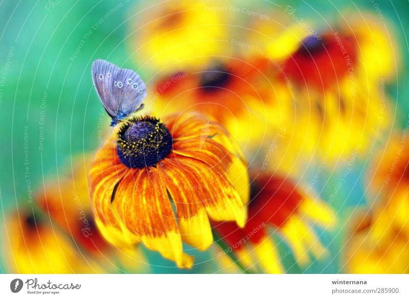 butterfly Nature Summer Flower Butterfly Uniqueness Elegant Energy Discover Eternity Exotic Colour Joy Colour photo Exterior shot Day Deep depth of field